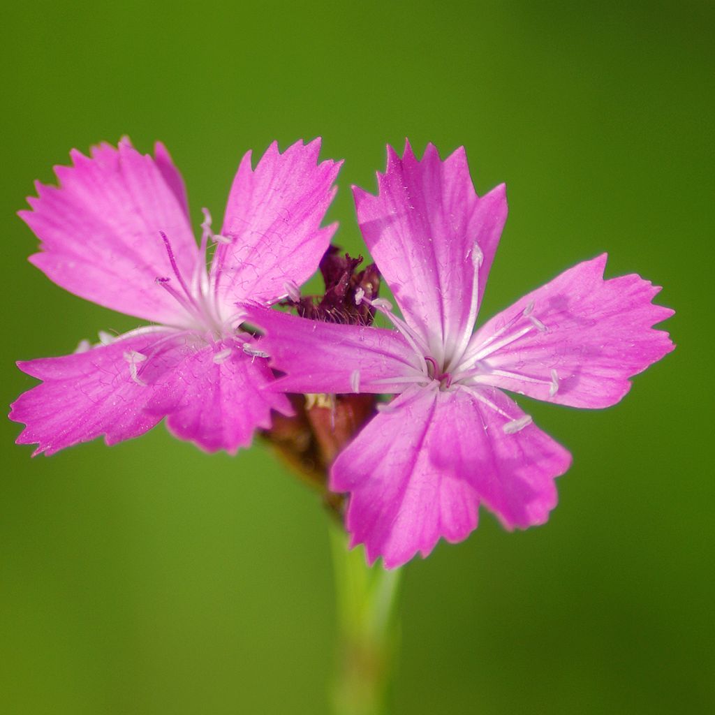 Karthäuser-Nelke - Dianthus carthusianorum