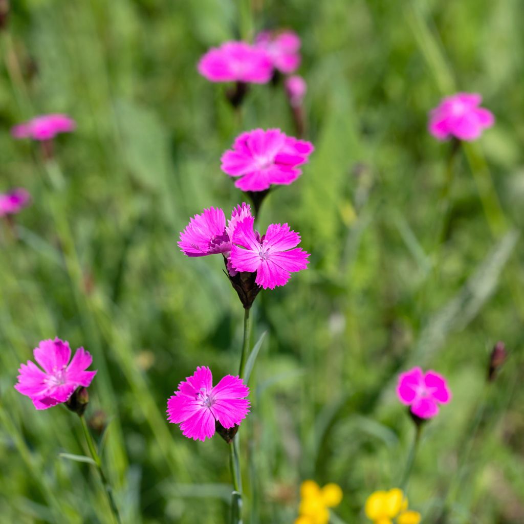 Karthäuser-Nelke - Dianthus carthusianorum