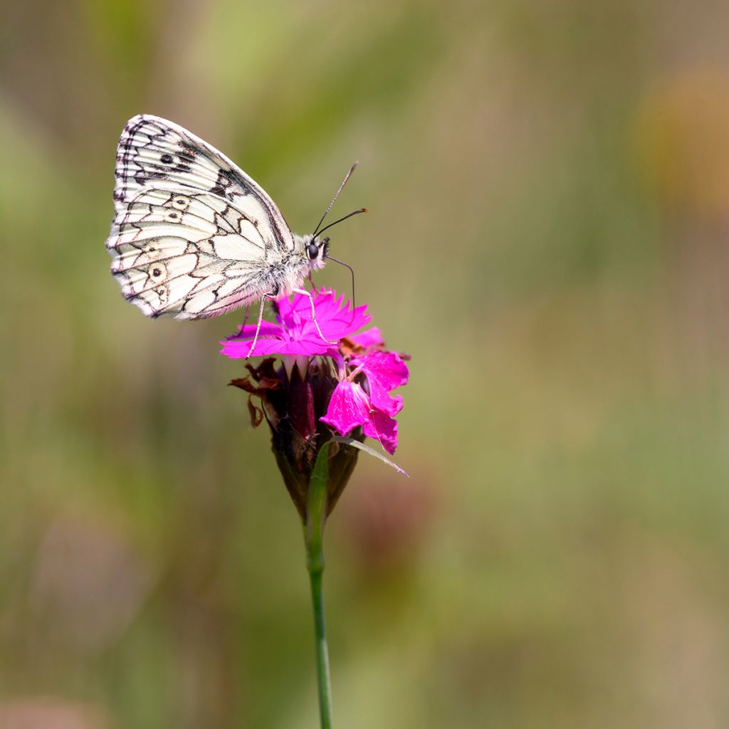 Karthäuser-Nelke - Dianthus carthusianorum