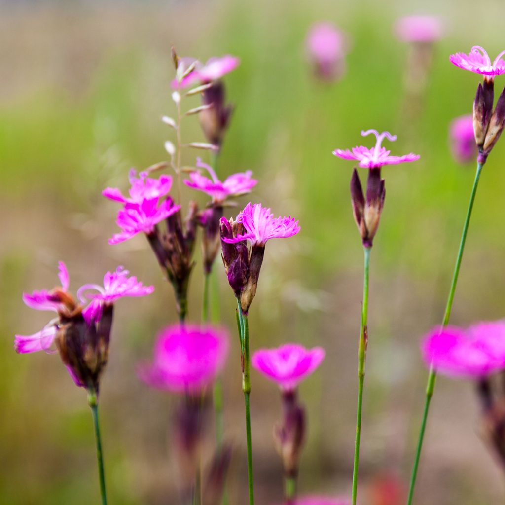 Karthäuser-Nelke - Dianthus carthusianorum