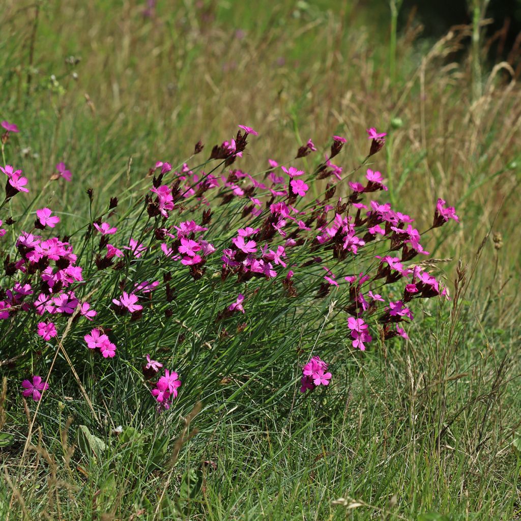 Karthäuser-Nelke - Dianthus carthusianorum