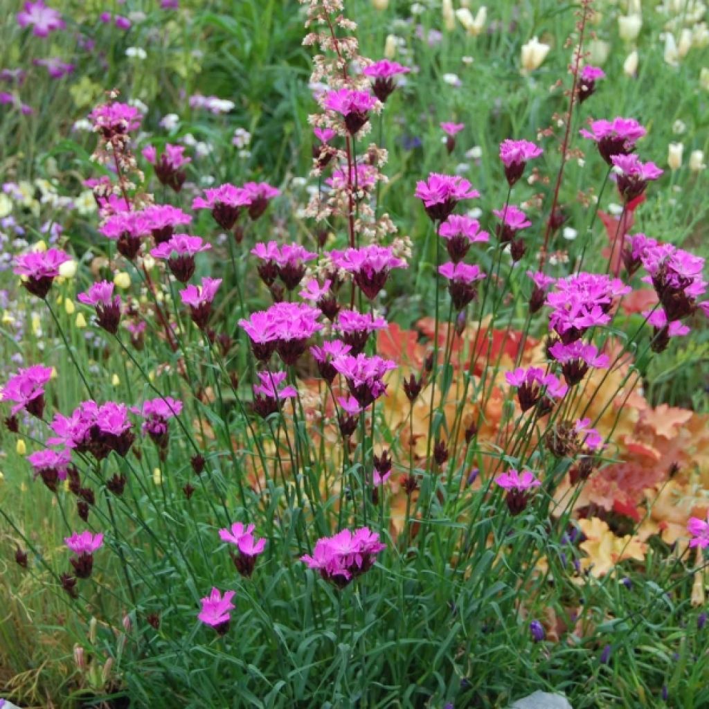 Karthäuser-Nelke - Dianthus carthusianorum