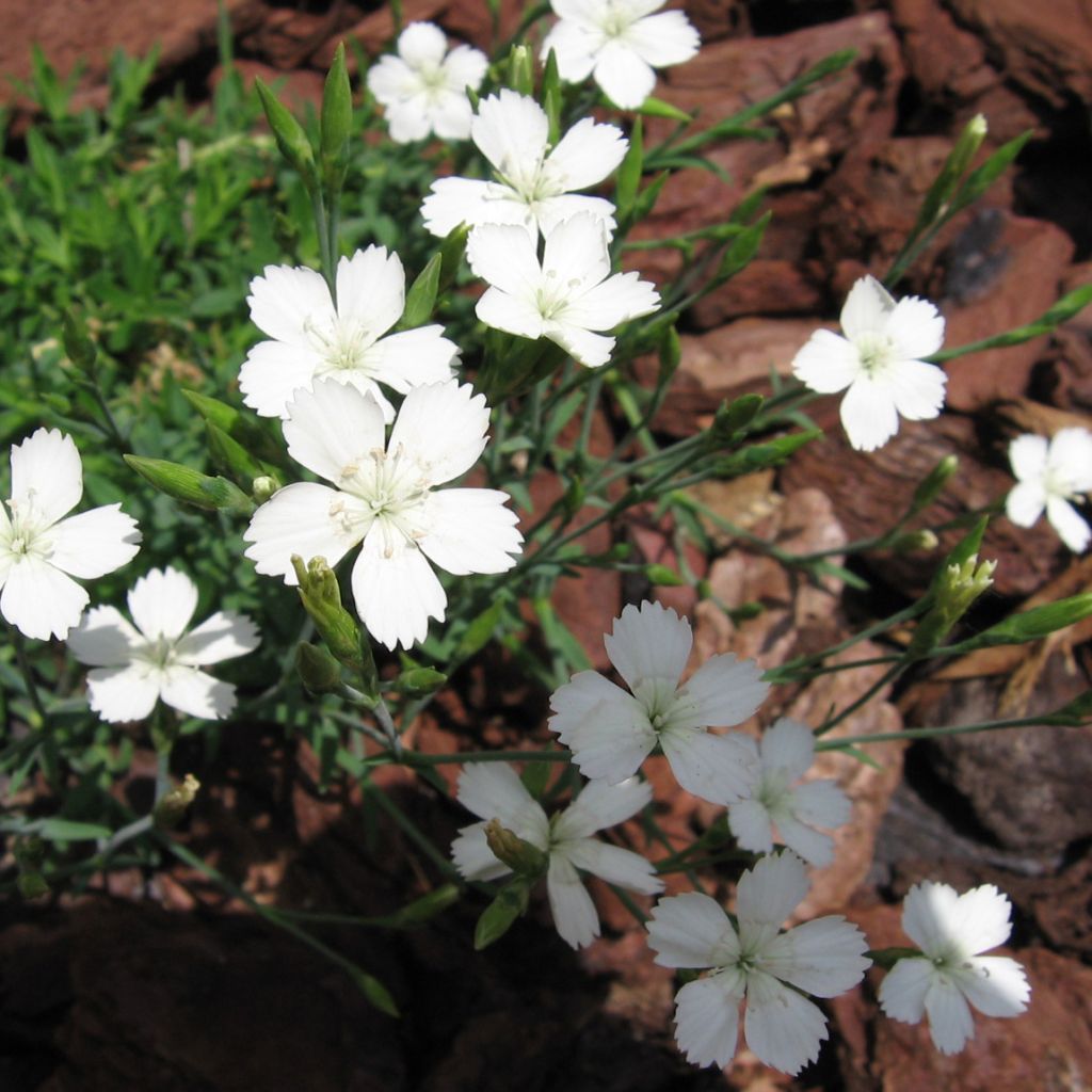 Heide-Nelke Albiflorus - Dianthus deltoides