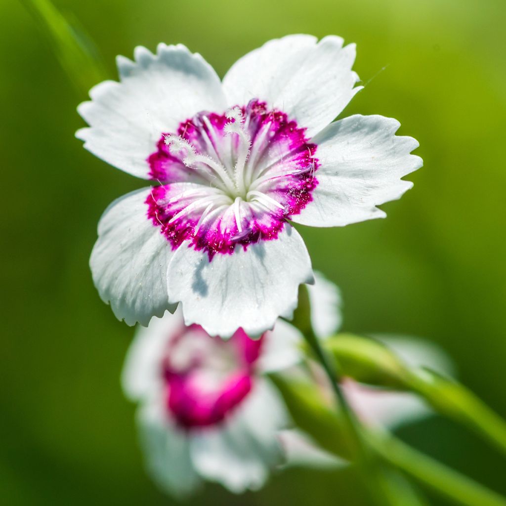 Heide-Nelke Arctic Fire - Dianthus deltoides