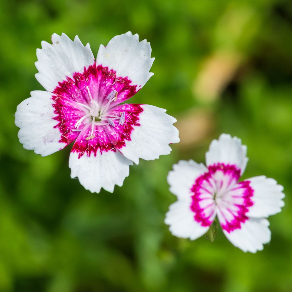 Dianthus deltoides Arctic Fire - Oeillet à delta