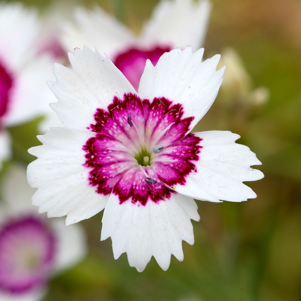 Heide-Nelke Arctic Fire - Dianthus deltoides