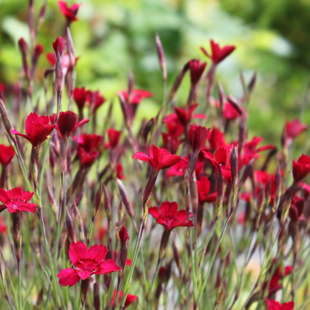 Heide-Nelke Flashing Light - Dianthus deltoides