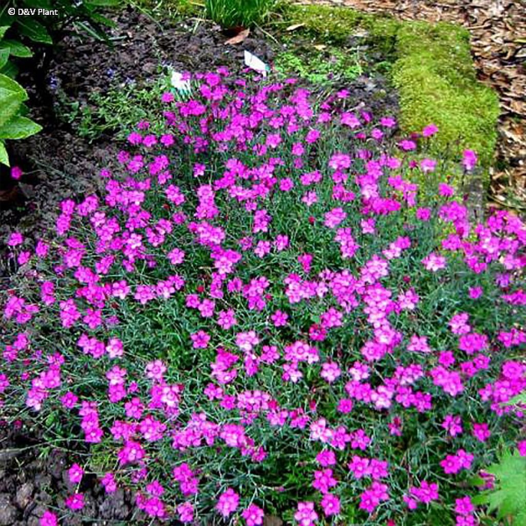 Heide-Nelke - Dianthus deltoides