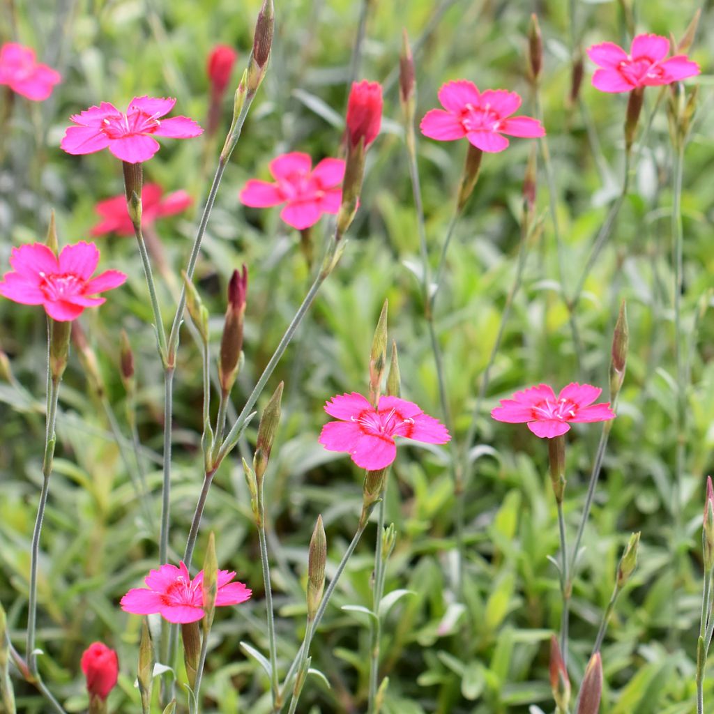 Heide-Nelke - Dianthus deltoides