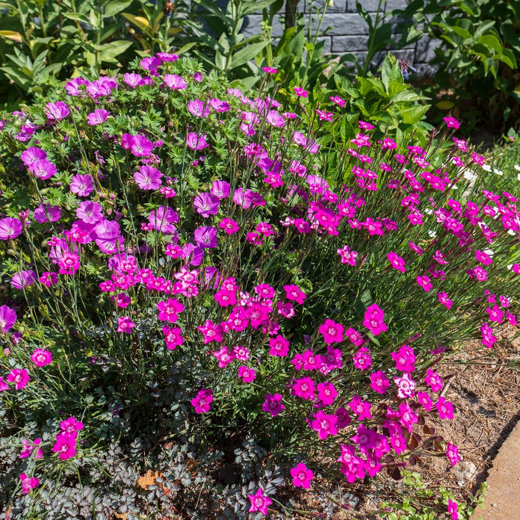 Heide-Nelke - Dianthus deltoides