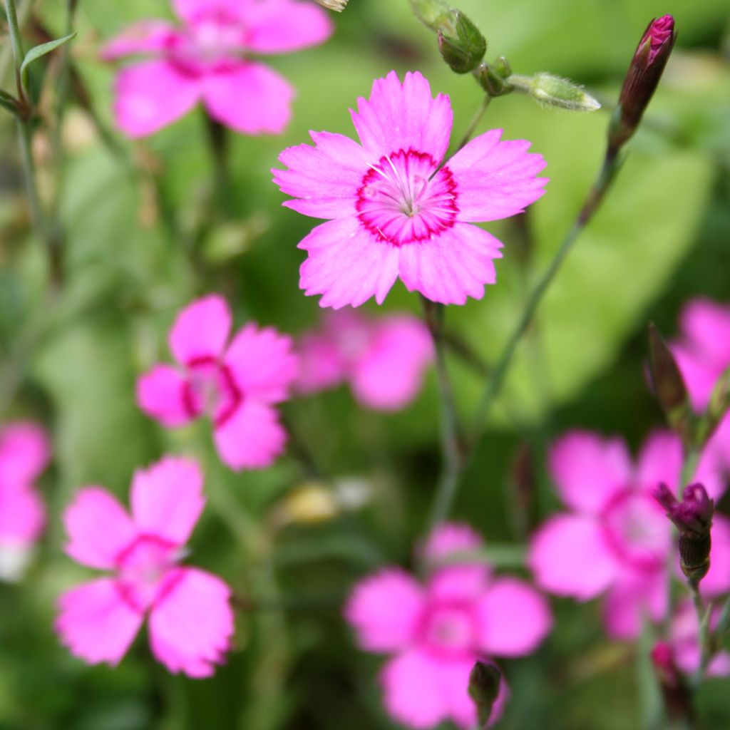 Heide-Nelke - Dianthus deltoides