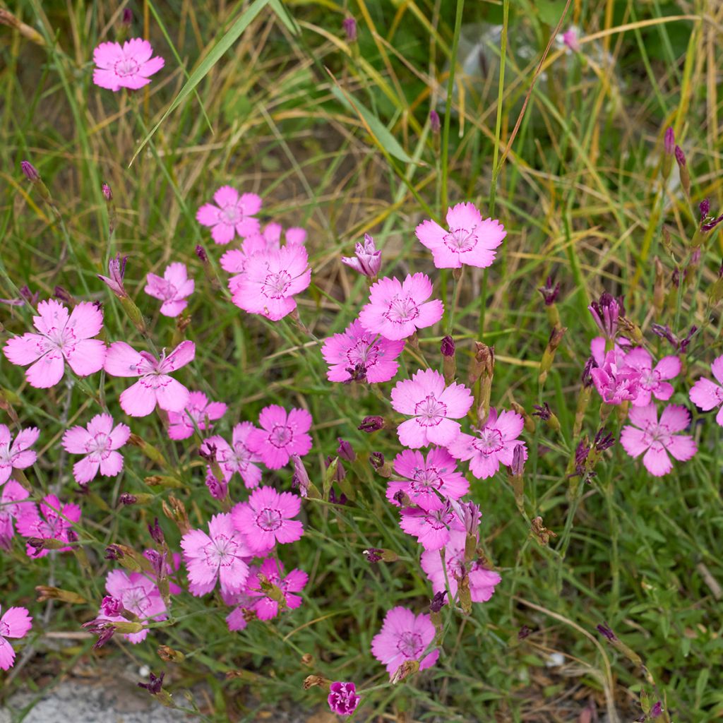 Heide-Nelke - Dianthus deltoides