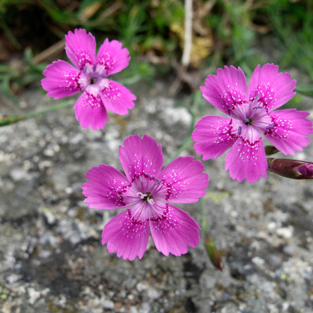 Heide-Nelke - Dianthus deltoides