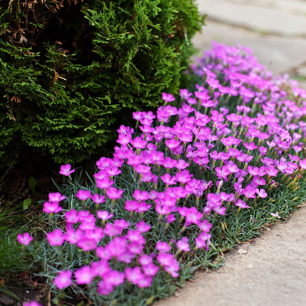 Heide-Nelke - Dianthus deltoides