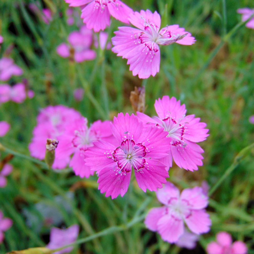 Heide-Nelke Rosea - Dianthus deltoides