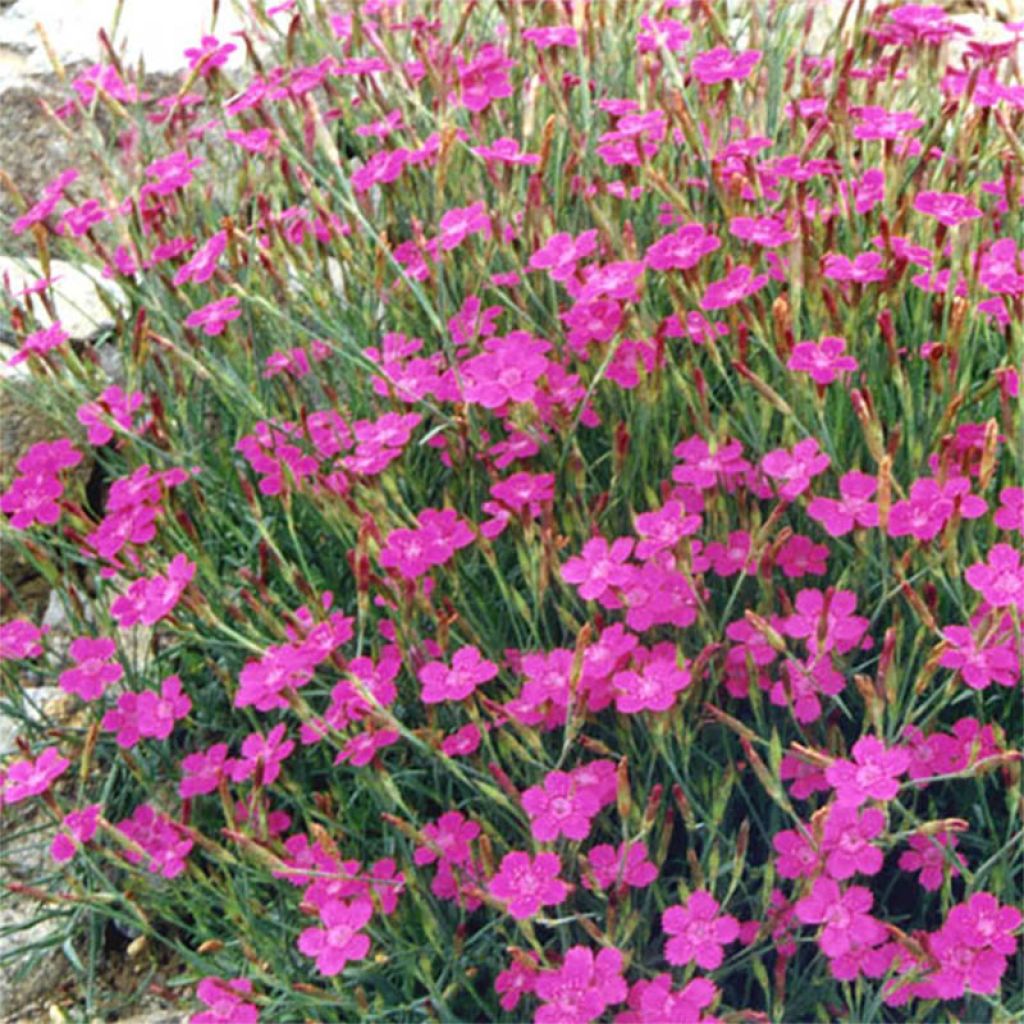 Dianthus deltoïdes Rosea - Oeillet à delta rose