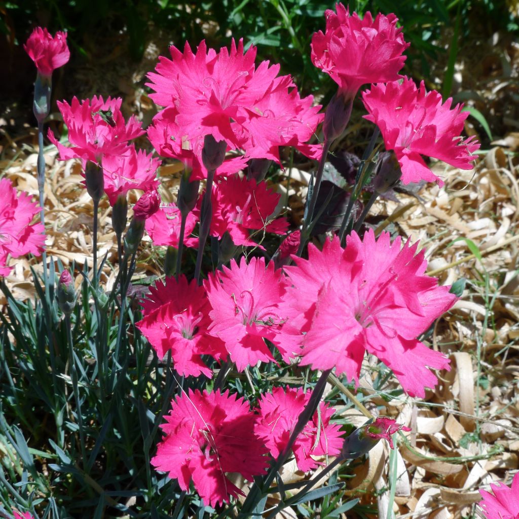 Pfingst-Nelke Badenia - Dianthus gratianopolitanus