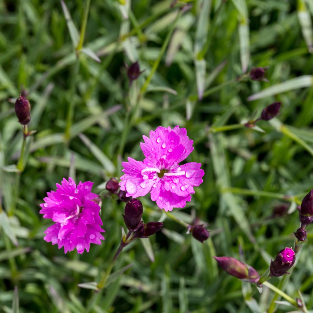 Pfingst-Nelke Badenia - Dianthus gratianopolitanus