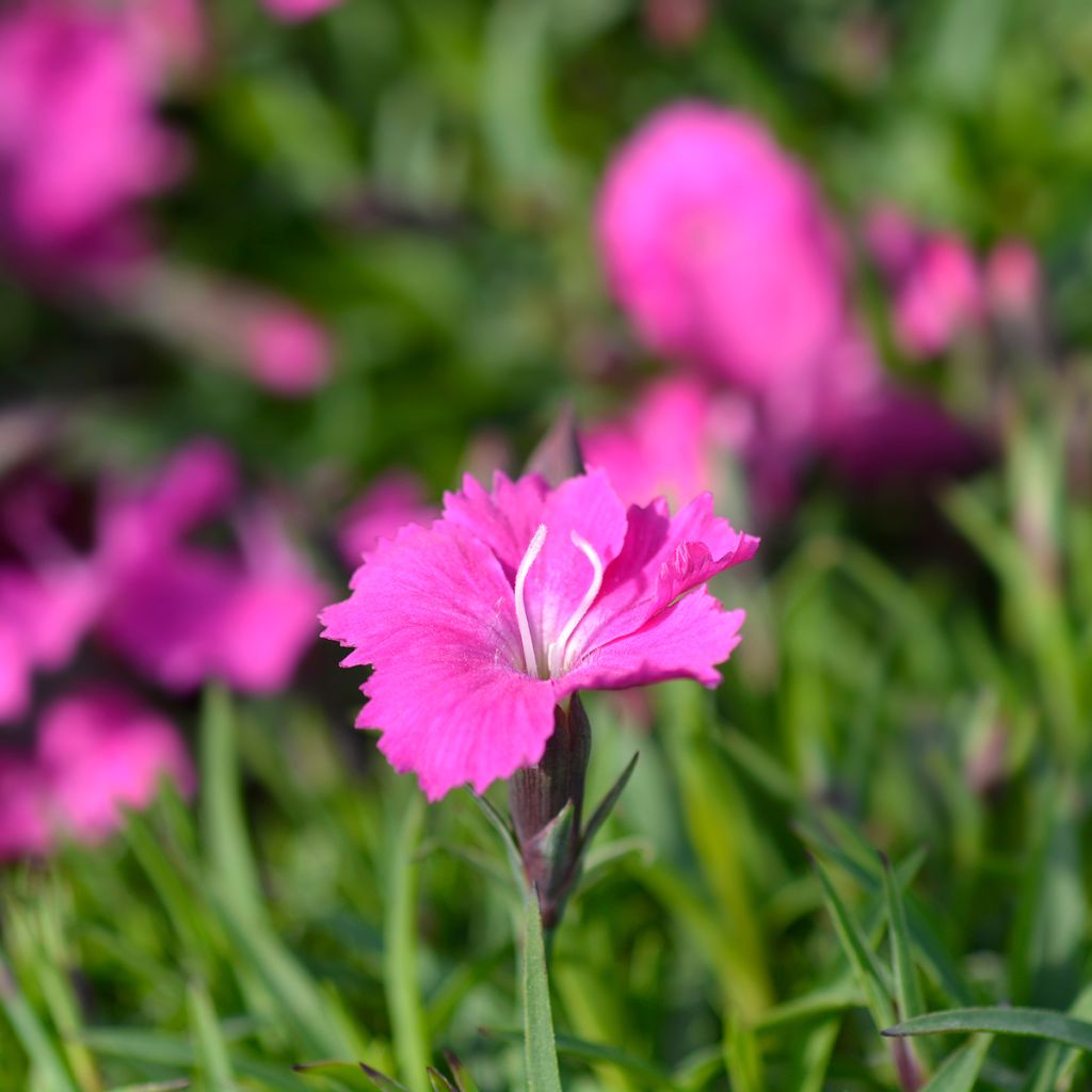 Pfingst-Nelke Kahori - Dianthus gratianopolitanus