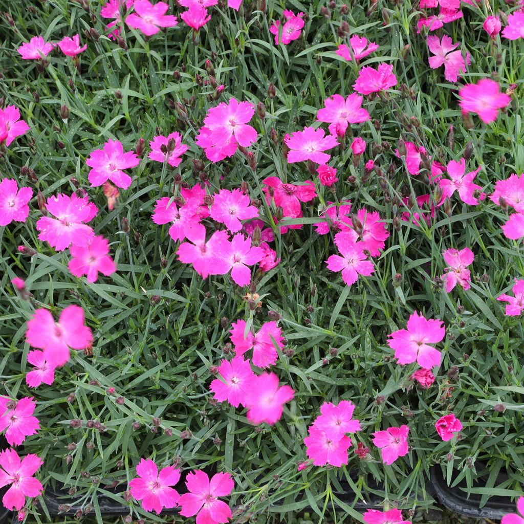 Pfingst-Nelke Kahori - Dianthus gratianopolitanus