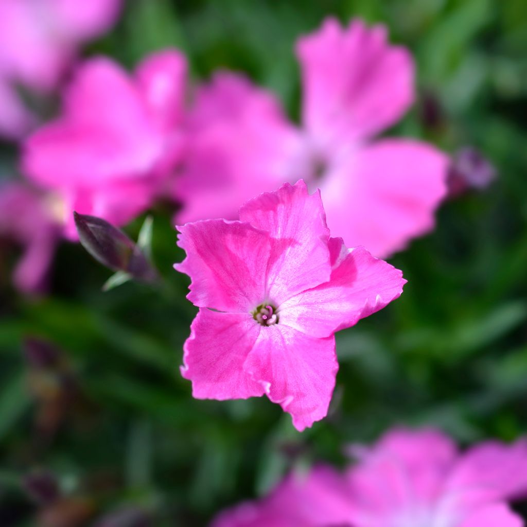 Pfingst-Nelke Kahori - Dianthus gratianopolitanus