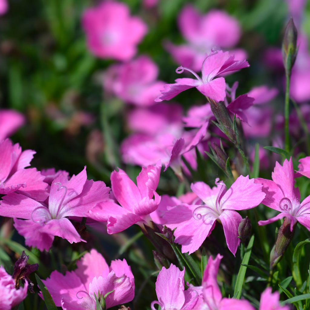 Pfingst-Nelke Kahori - Dianthus gratianopolitanus