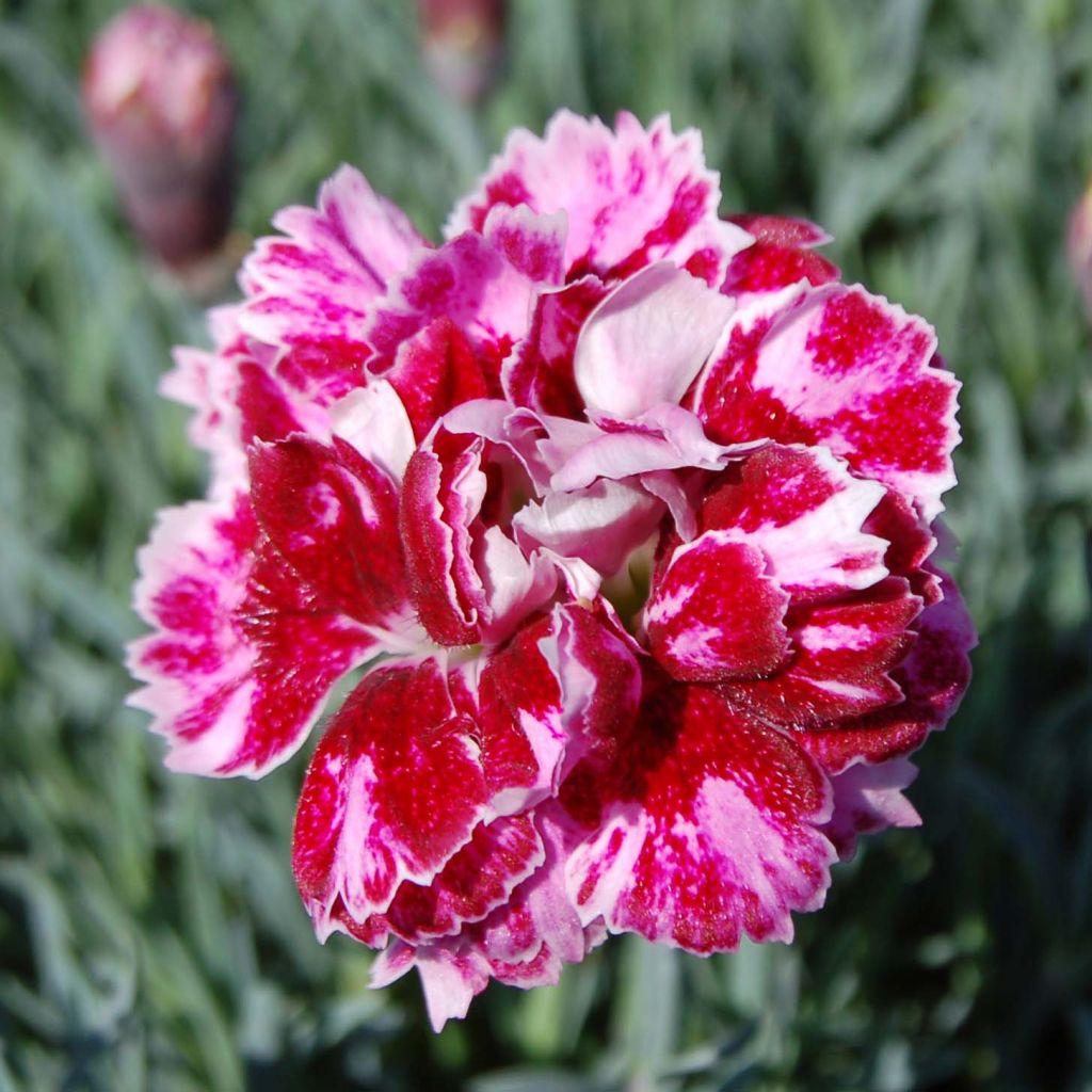 Pfingst-Nelke Whatfield Gem - Dianthus gratianopolitanus