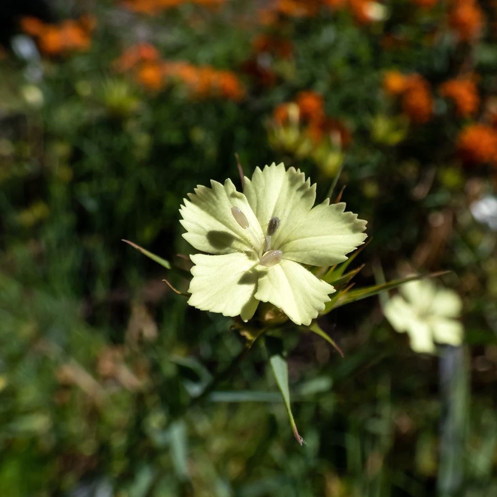 Schwefel-Nelke - Dianthus knappii