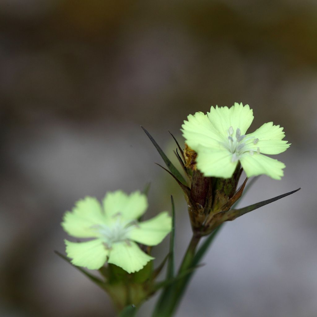 Schwefel-Nelke - Dianthus knappii