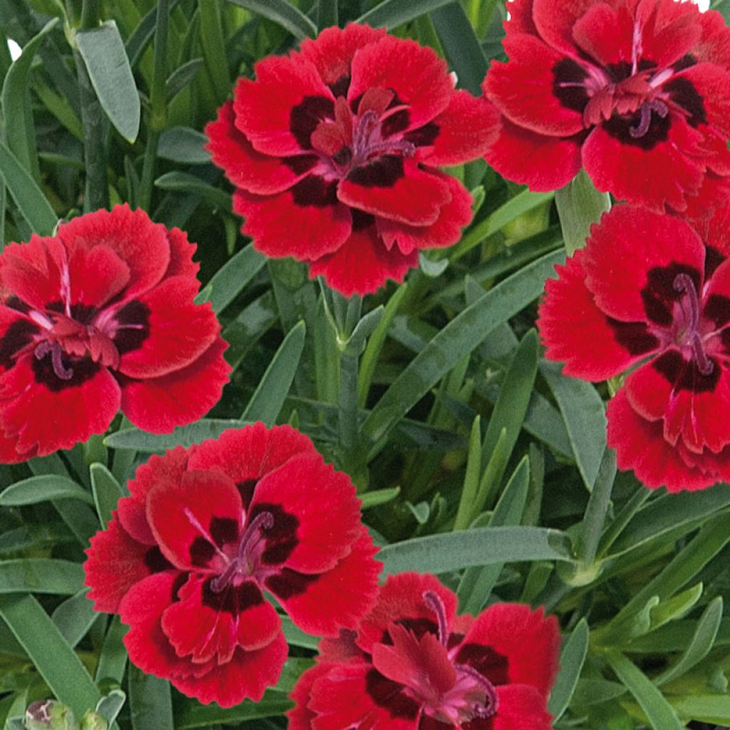 Feder-Nelke Merci Fleuri - Dianthus plumarius