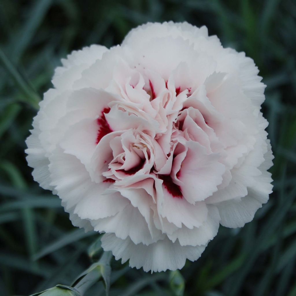 Feder-Nelke Cranmere Pool - Dianthus plumarius