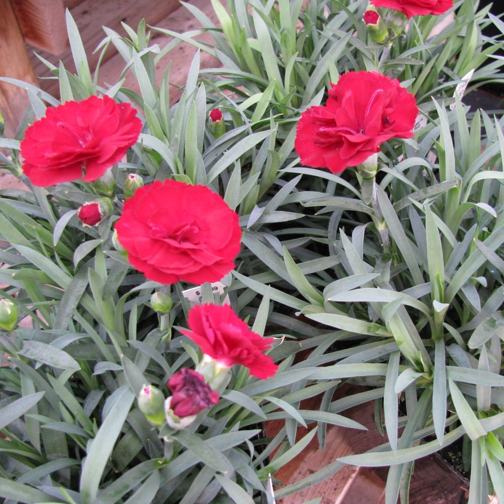 Feder-Nelke Desmond - Dianthus plumarius