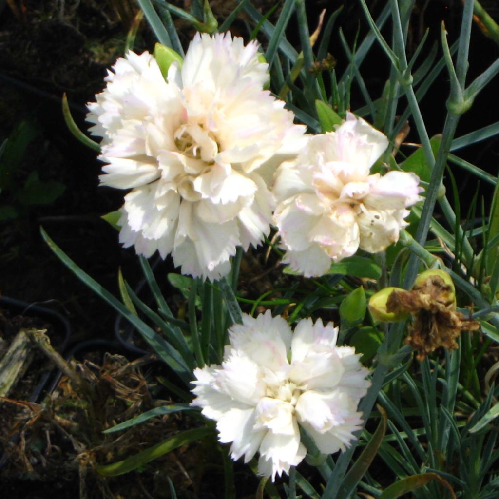 Feder-Nelke Devon Cream - Dianthus plumarius