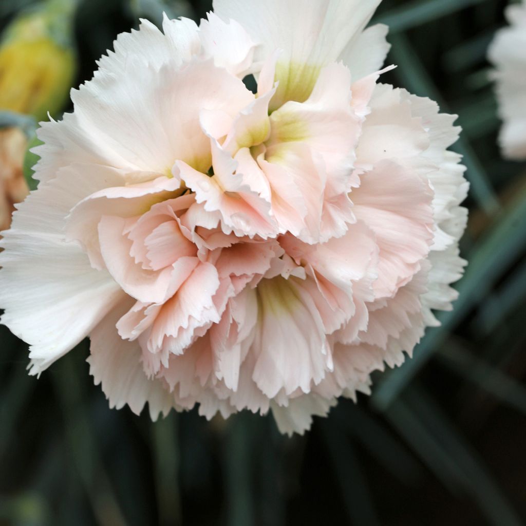 Feder-Nelke Devon Cream - Dianthus plumarius