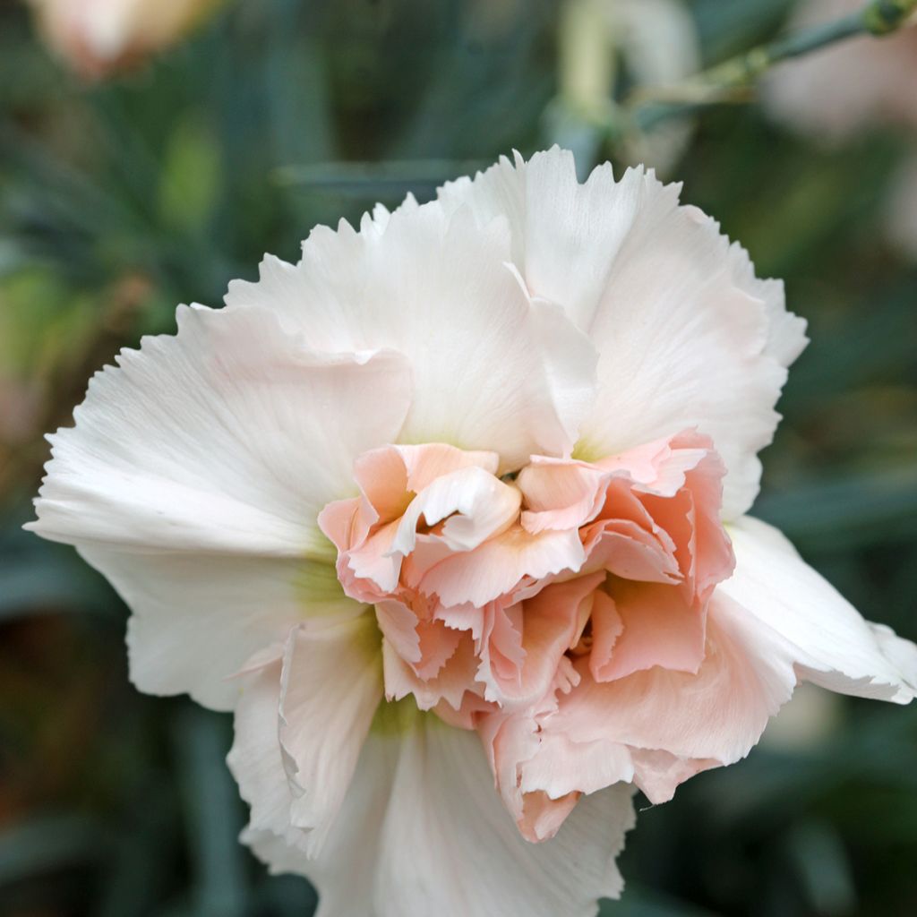 Feder-Nelke Devon Cream - Dianthus plumarius