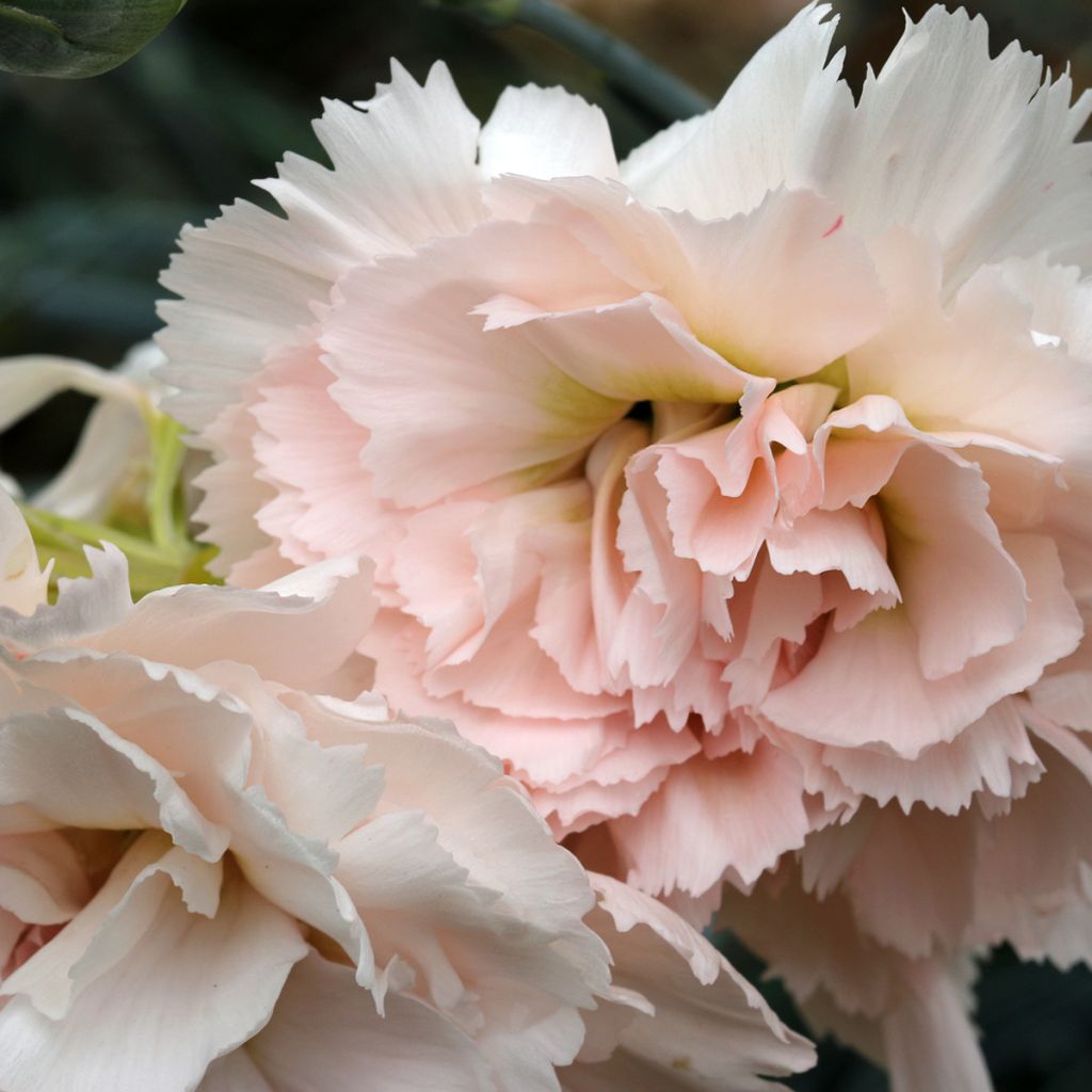 Feder-Nelke Devon Cream - Dianthus plumarius