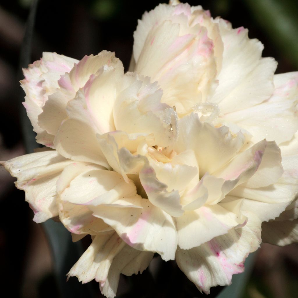 Feder-Nelke Devon Cream - Dianthus plumarius