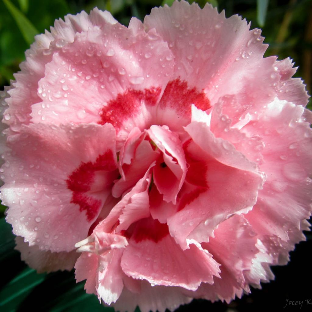 Feder-Nelke Doris - Dianthus plumarius