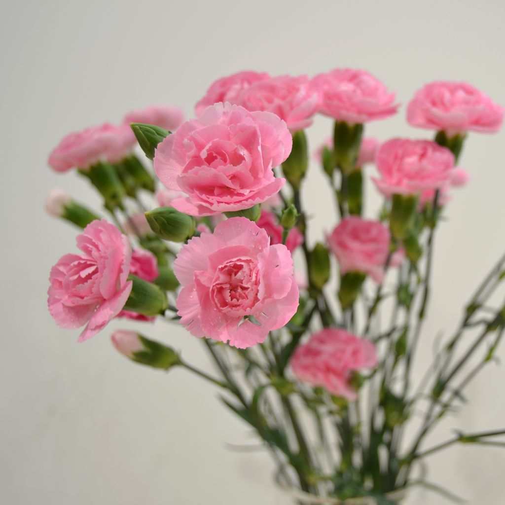 Feder-Nelke Doris - Dianthus plumarius