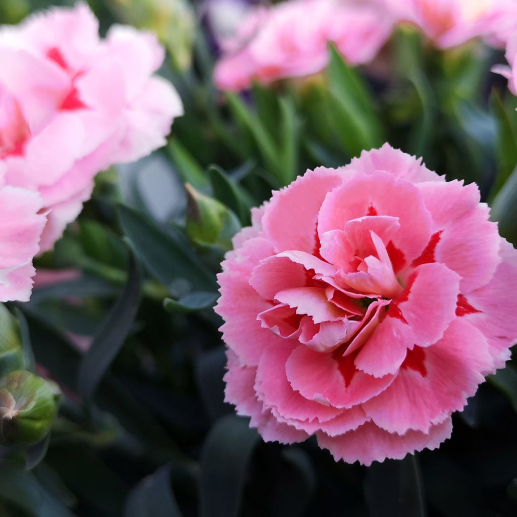 Feder-Nelke Doris - Dianthus plumarius