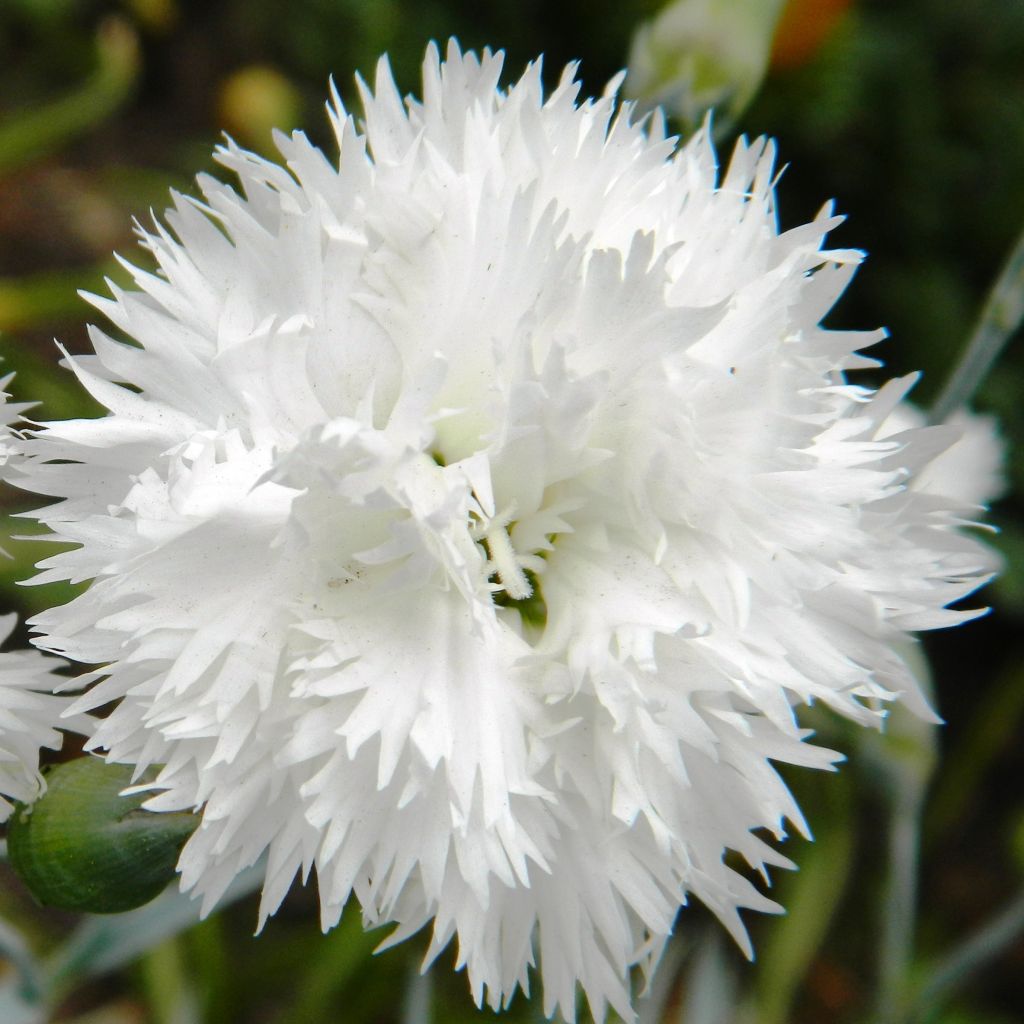 Feder-Nelke Flore Pleno Albus - Dianthus plumarius