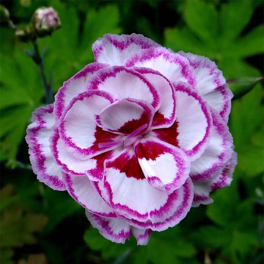 Feder-Nelke Gran's Favourite - Dianthus plumarius