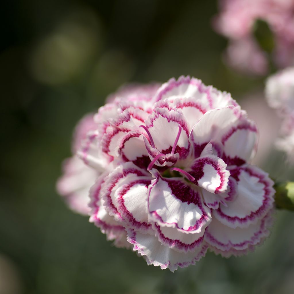 Feder-Nelke Gran's Favourite - Dianthus plumarius