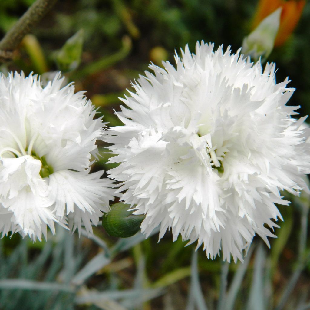 Feder-Nelke Haytor White - Dianthus plumarius