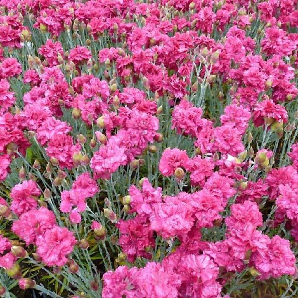 Feder-Nelke Heidi - Dianthus plumarius