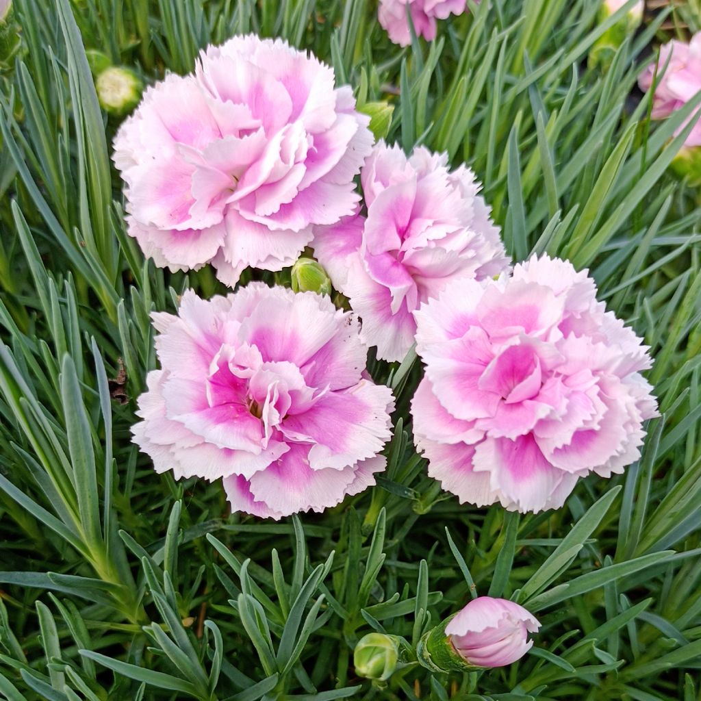 Feder-Nelke Scent First Iced Gem - Dianthus plumarius