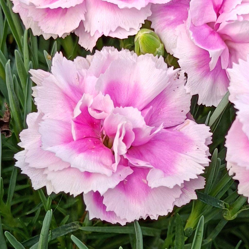 Dianthus plumarius Scent First Iced Gem - Oeillet mignardise