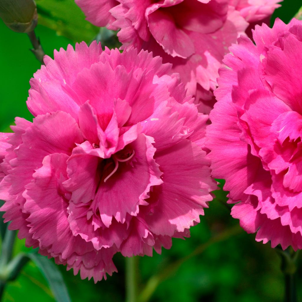 Feder-Nelke Lily the Pink - Dianthus plumarius