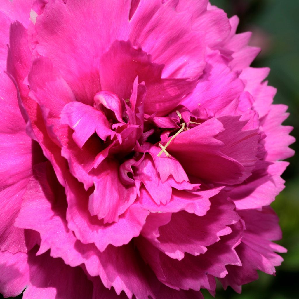 Feder-Nelke Lily the Pink - Dianthus plumarius