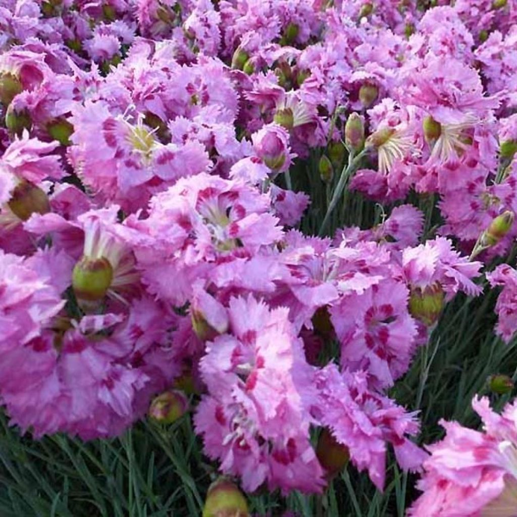 Feder-Nelke Maggie - Dianthus plumarius